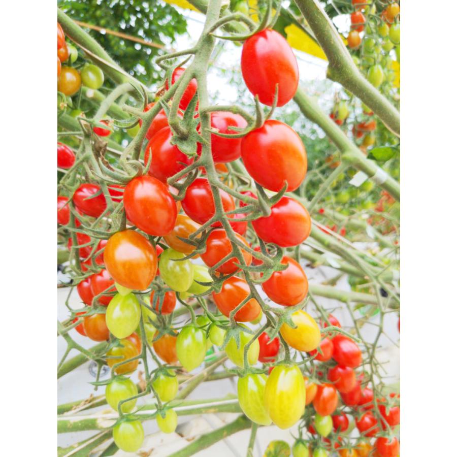 プレミアムトマトジュース ブラックラベル 500ml×12本 : JFF SHOP