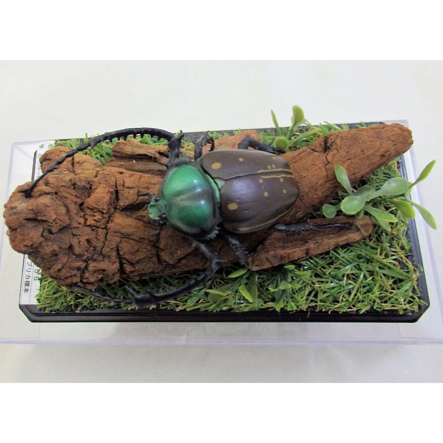 ヤンソン テナガコガネ♂55（レプリカ標本） : オオクワ京都昆虫館