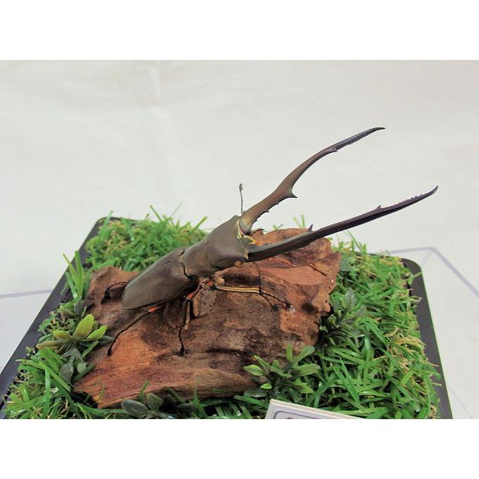 メタリフェル ホソアカクワガタ♂79（ジオラマ標本） : オオクワ京都