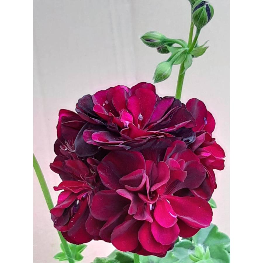 アイビーゼラニウム 'トミー' （ハーブ苗）シビルシリーズ 11cm