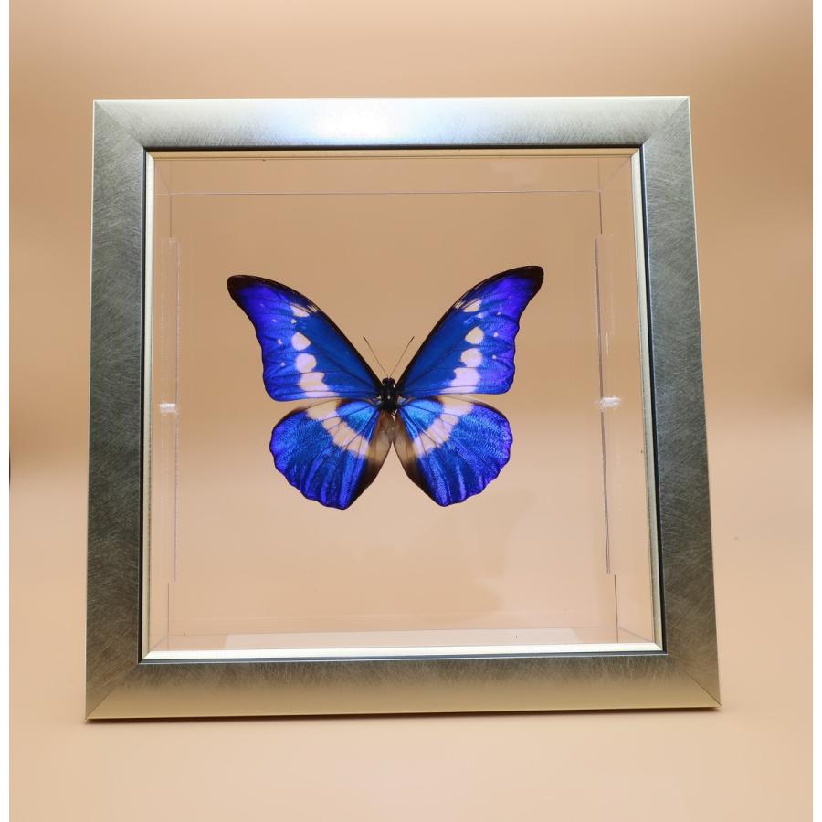 蝶の標本 ヘレナモルフォ M.helena ライトフレーム チョウ バタフライ