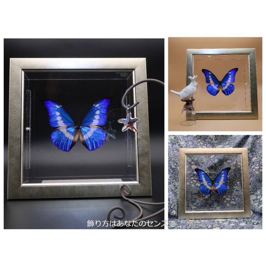 蝶の標本 ヘレナモルフォ M.helena ライトフレーム チョウ バタフライ