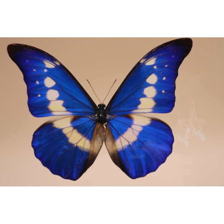 ヘレナモルフォ 136mm ヘレナモルフォ 136mm ヘレナモルフォ