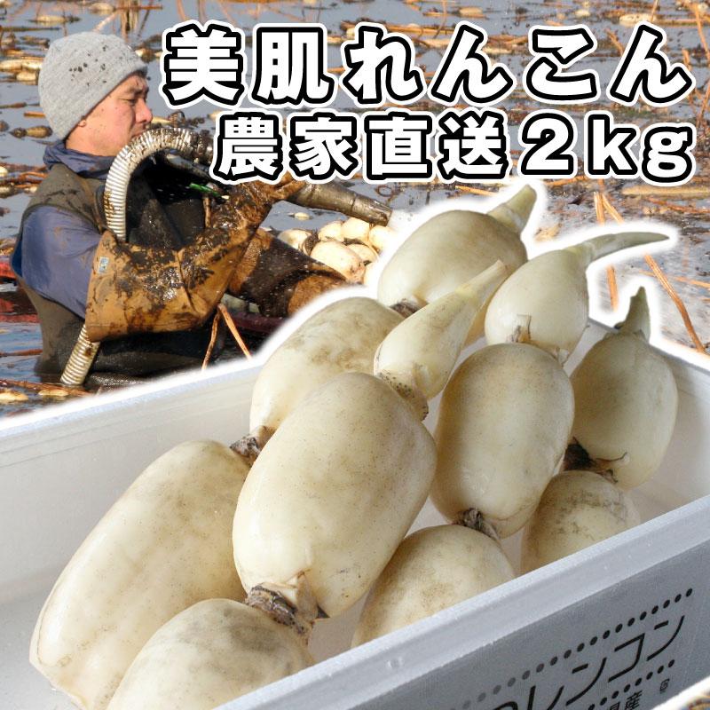 れんこん 美肌れんこん 2kg箱 茨城県霞ケ浦 れんこん3兄弟 産地直送