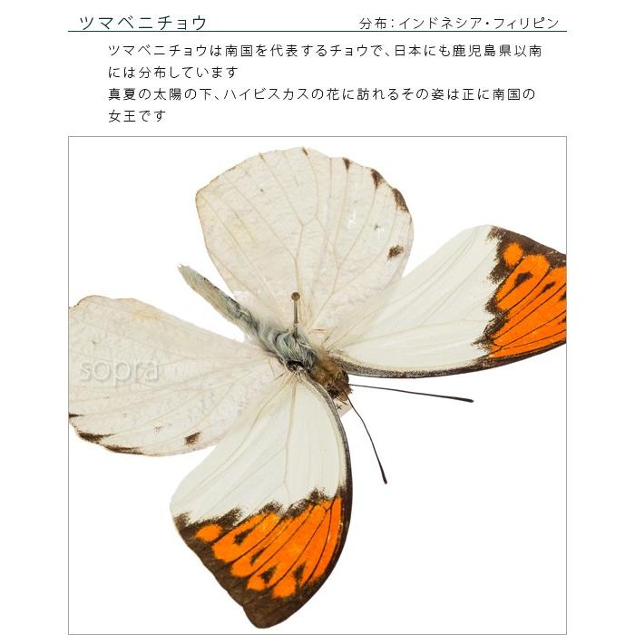 昆虫標本 蝶の標本 ツマベニチョウ アクリルフレーム 白 : ソプラノ