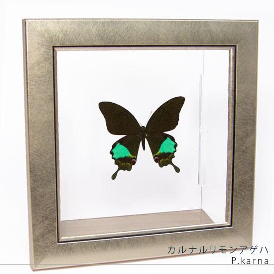 昆虫標本 蝶の標本 カルナルリモンアゲハ メタリック調ライトフレーム