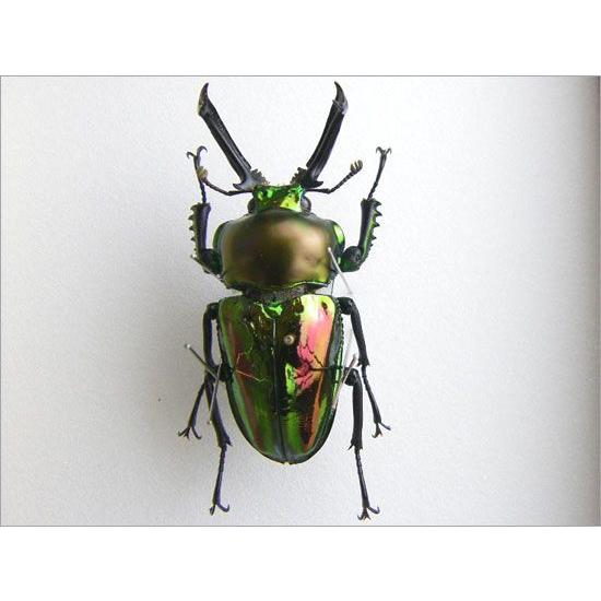 昆虫標本 ニジイロクワガタ 桐箱 : ソプラノYahoo!店 - 通販 - Yahoo