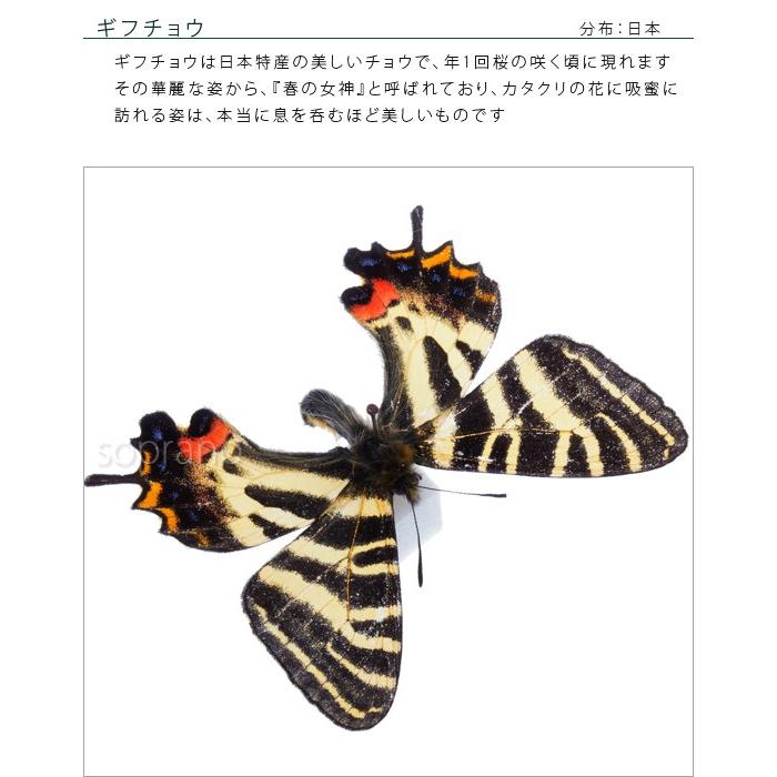 昆虫標本 蝶の標本 ギフチョウ メタリック調ライトフレーム : ソプラノ
