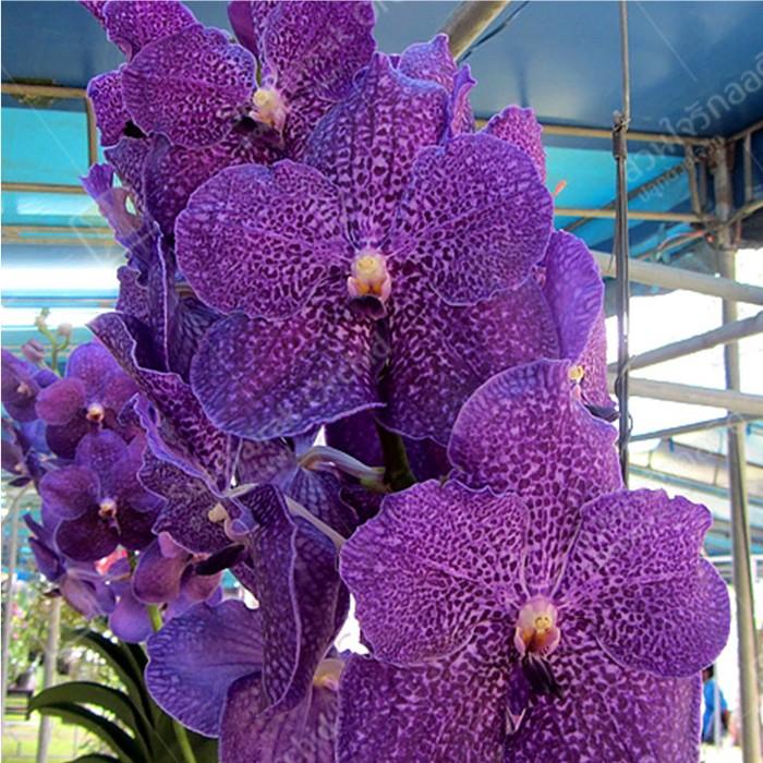 洋ラン 苗 バンダ ヤノ ブルー'ジャイラック''（Vanda Yano Blue