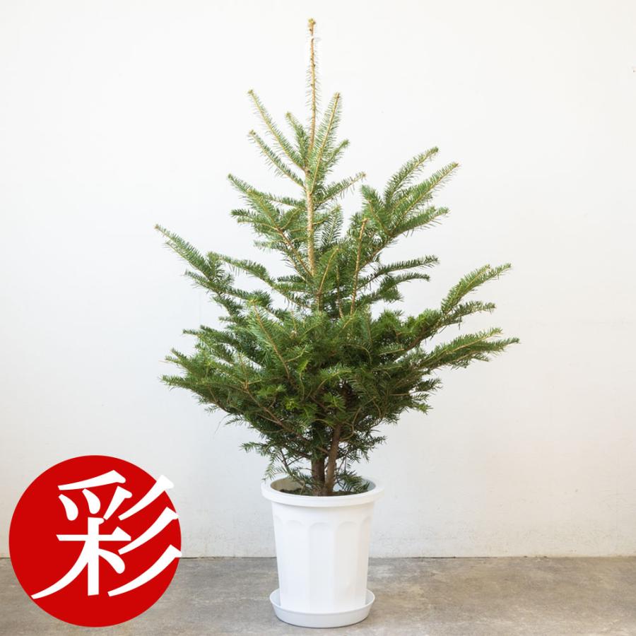 本物のもみの木150cm〜 10号鉢 クリスマスツリー用・モミの木 鉢植え