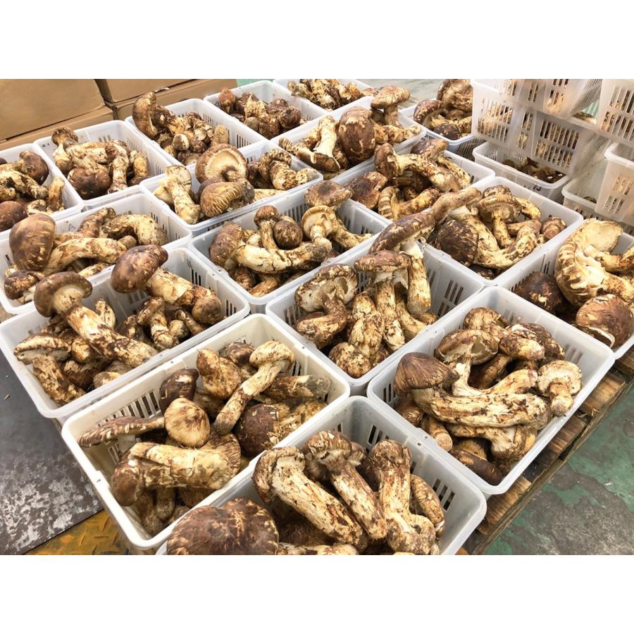 生松茸 訳あり 約500g＜開き方・大きさおまかせ＞空輸 中国産 厳選