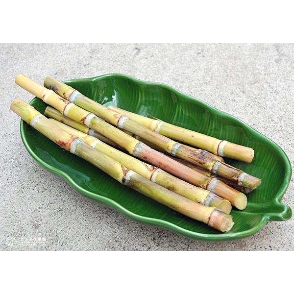 和三盆 サトウキビ （ 竹糖 ） 10.5cmポット苗 : 花と緑の専門店 土っ
