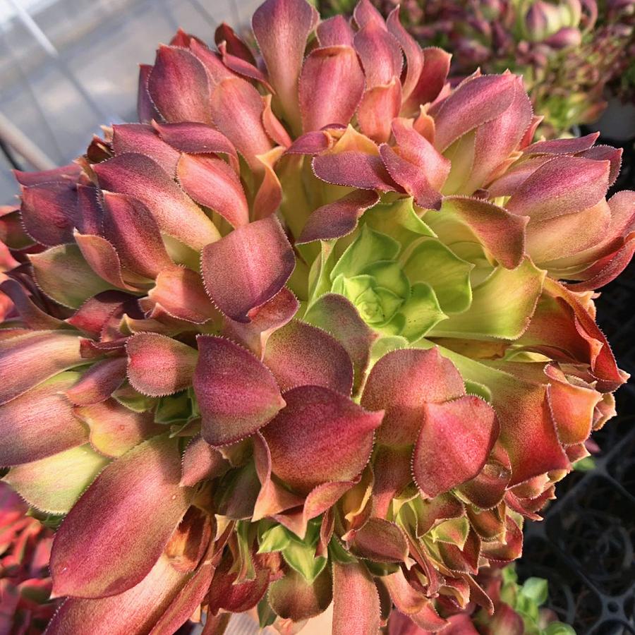 農園直売 多肉植物 寄せ植え アエオニウム 韶華（錦）群 美苗 特大