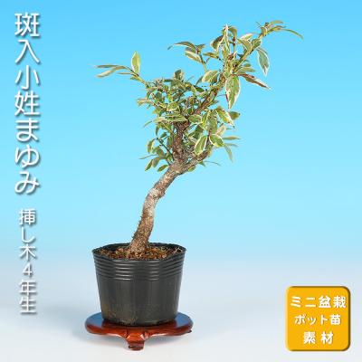 コマユミ盆栽のおすすめ人気商品一覧 通販 - Yahoo!ショッピング