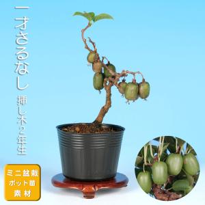 盆栽 ミニ盆栽 「楓 挿し木3年生」 カエデ かえで 小品 葉物 苗木