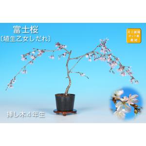 盆栽 桜 神山しだれ桜 サクラ さくら シダレ桜 シダレザクラ