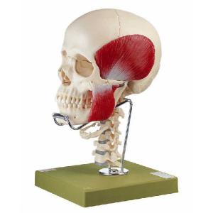 ソムソ社 頭蓋骨分解模型（14分解、無地） qs8_2 鍼灸 模型 : Shop