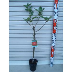 日本花キ流通 マンゴー 苗 紅龍 6号鉢 送料無料 アップルマンゴー 接木