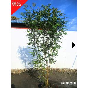 現品発送 ハイノキ(灰の木) 樹高1.7-1.8m(根鉢含まず） 苗木 シンボル