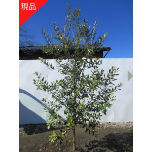 フェイジョア アポロ 樹高1.7-1.8m(根鉢含まず) 1本で結実 シンボル