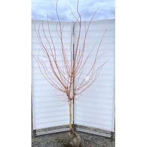 イロハモミジ 株立ち 約1.5m 規格販売品 特大株 大苗 植木 苗木