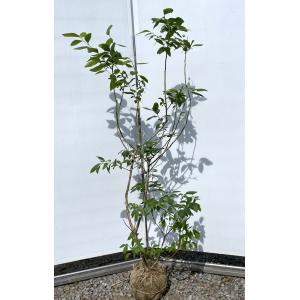 ブルーベリー ビックデライト 株立ち 約1.6m 現品販売 特大株 植木