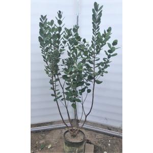 フェイジョア 株立ち 約1.7m 規格販売 植木 苗木 大苗 お買い得な