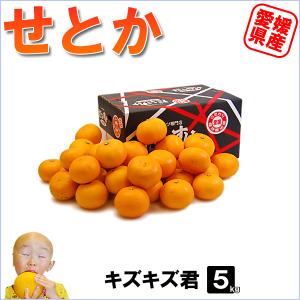 媛まどんな お得用 10kg : 愛媛だいすけ果樹園 - 通販 - Yahoo