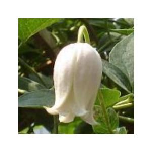 クレマチス 苗 マクロペタラウェッセルトン アトラゲネ系 杉本さんの