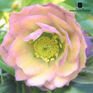 クリスマスローズ苗 ネオン系ダブル 10.5cmポット 曽田園芸 宿根草