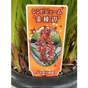 日本花キ流通 ミスマフェット 花芽2芽付き 4.5号鉢 送料無料