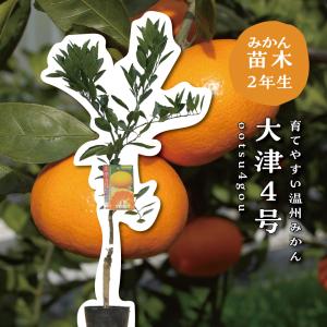 フェイジョア(実生苗・雑種）7号鉢植え1本立・鉢底から高さ75〜80cm位