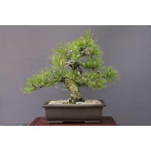 株）一樹園 糸魚川真柏 中品盆栽／樹齢25年 : 一樹園 - 通販 - Yahoo