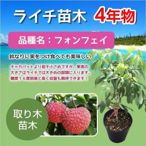 ライチ苗 チャカパットレイシ取木 大苗 : 佛山ヤフー店 - 通販 - Yahoo