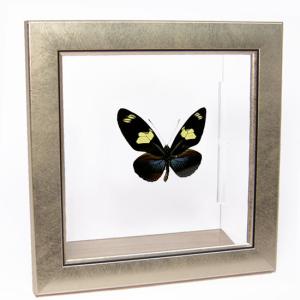 昆虫標本 蝶の標本 オオルリオビアゲハ メタリック調ライトフレーム