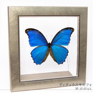 昆虫標本 蝶の標本 ビクトリアトリバネアゲハ メタリック調ライト