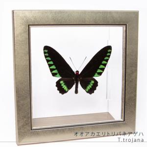 昆虫標本 蝶の標本 ミヤマカラスアゲハ メタリック調ライトフレーム