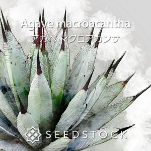 アガベの種子 オテロイ Agave oteroi : SEEDSTOCK ヤフーショップ