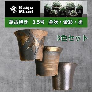 Kaiju Plant 萬古焼 3.5号 陶器鉢 ラッパ アガベ 多肉 塊根 用 1鉢