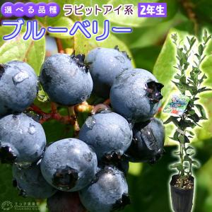 ブルーベリー 『 ラビットアイ系 』 （ 2年生 ） 3.5号ポット苗 【 2個