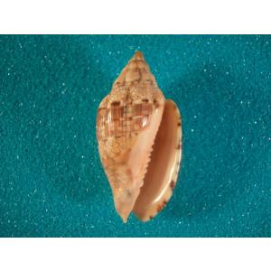 ブランデーガイ : 貝殻ストア - 通販 - Yahoo!ショッピング