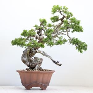 糸魚川真柏 : 盆栽ショップ わびさび Yahoo!店 - 通販 - Yahoo