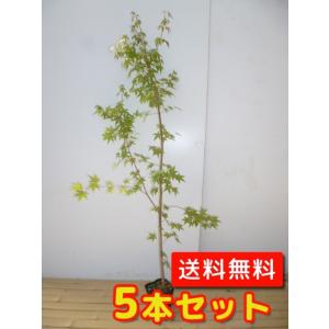 イロハモミジ 樹高1.5m前後 18cmポット （5本セット）（送料無料） 苗