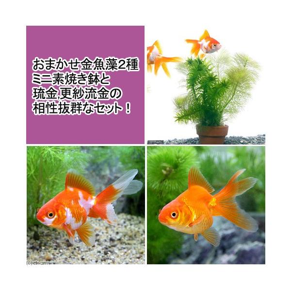 チャーム（charm） （国産金魚）（水草）おまかせメダカ・金魚藻ミニ鉢
