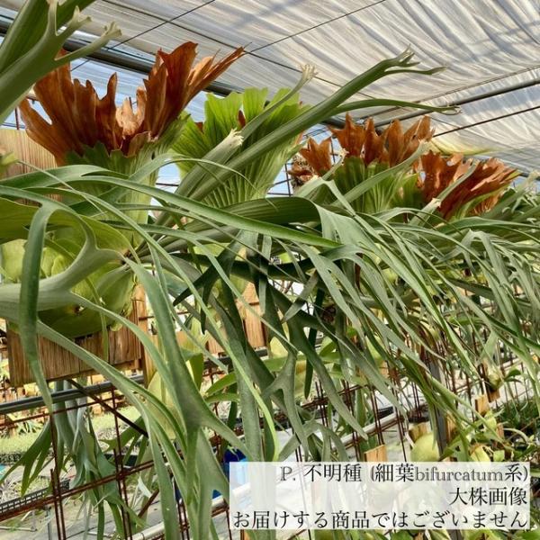 現品) ビカクシダ 不明種(細葉bifurcatum系) (pup) (No.40820