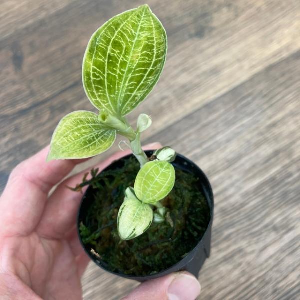 現品) マコデス ペトラ 斑入り (No.62535) (ジュエルオーキッド 宝石蘭