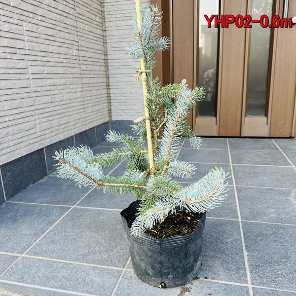 現品発送 もみの木の王様 プンゲンストウヒ ホプシー(つぎ木苗)樹高50