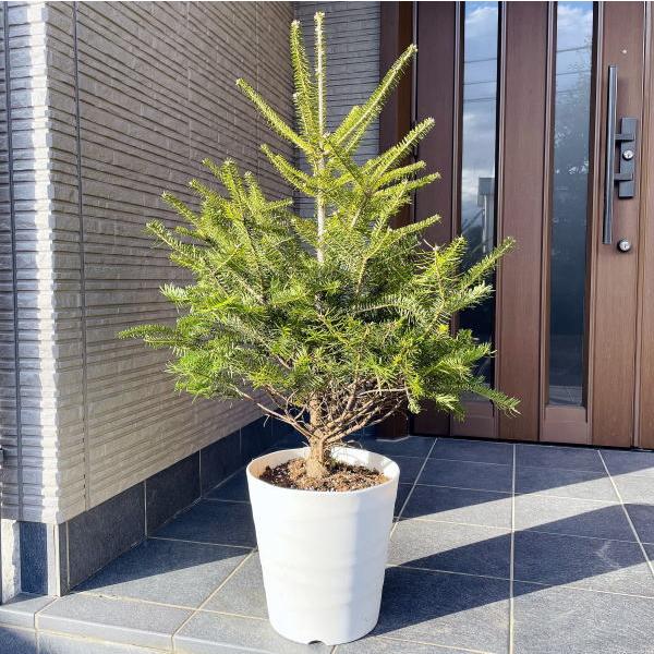 本物のモミの木 もみの木 モミノキ 鉢植え 樹高1.1m前後(鉢底から) 10