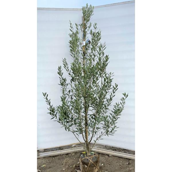 整った樹形 150cm❗ 植え替え済 シプレッシーノ 大型9号 オリーブの木