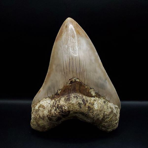 極上 メガロドン 歯 化石 本物 インドネシア 127.05mm プレゼント